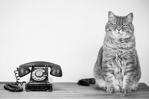 Funny cat sitting by phone waiting for someone to contact it.